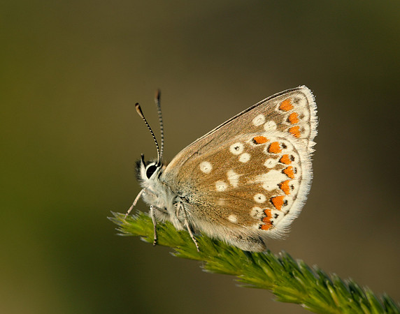 Northern Brown Argus Aricia artaxerxes artaxerxes