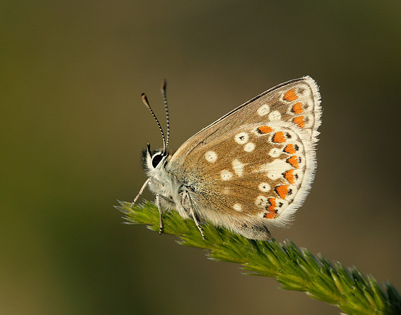 Northern Brown Argus Aricia artaxerxes artaxerxes