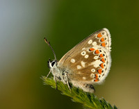 Northern Brown Argus Aricia artaxerxes artaxerxes