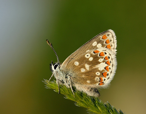 Northern Brown Argus Aricia artaxerxes artaxerxes