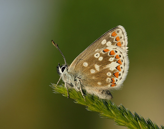 Northern Brown Argus Aricia artaxerxes artaxerxes