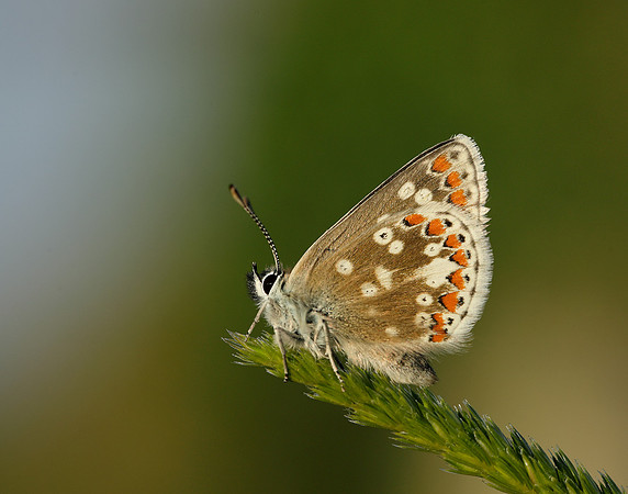 Northern Brown Argus Aricia artaxerxes artaxerxes