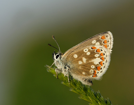 Northern Brown Argus Aricia artaxerxes artaxerxes
