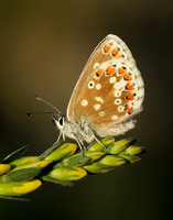 Northern Brown Argus Aricia artaxerxes artaxerxes