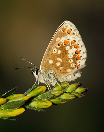 Northern Brown Argus Aricia artaxerxes artaxerxes
