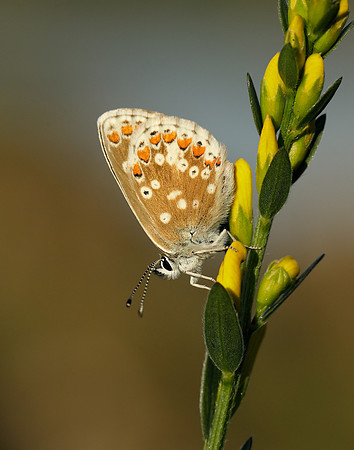 Northern Brown Argus Aricia artaxerxes artaxerxes