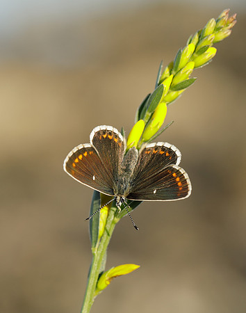 Northern Brown Argus Aricia artaxerxes artaxerxes