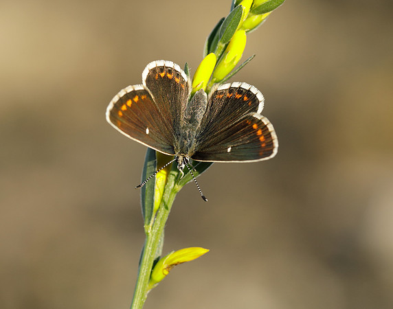 Northern Brown Argus Aricia artaxerxes artaxerxes
