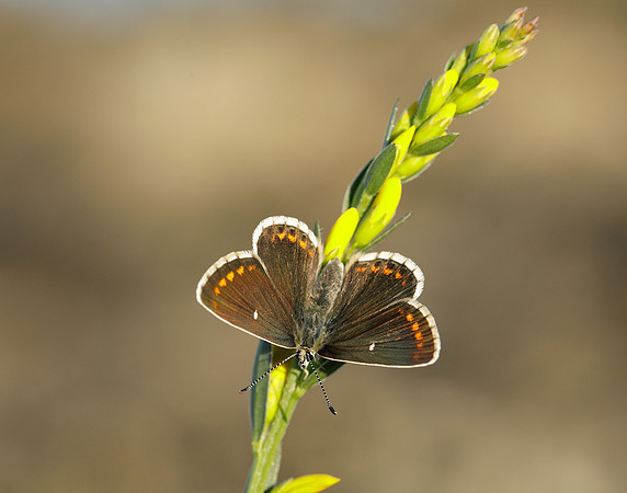 Northern Brown Argus Aricia artaxerxes artaxerxes