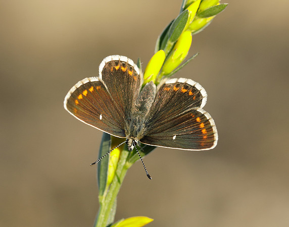 Northern Brown Argus Aricia artaxerxes artaxerxes