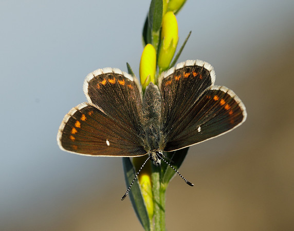 Northern Brown Argus Aricia artaxerxes artaxerxes