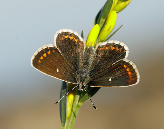 Northern Brown Argus Aricia artaxerxes artaxerxes