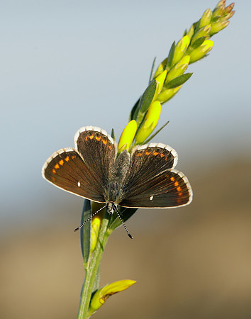 Northern Brown Argus Aricia artaxerxes artaxerxes