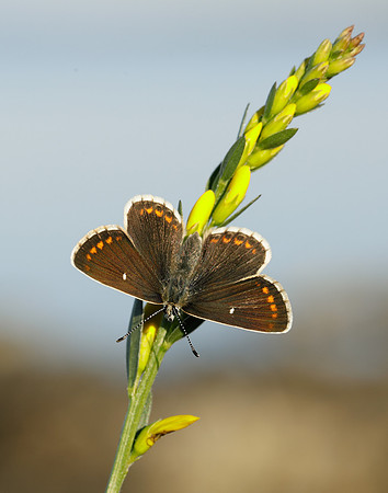 Northern Brown Argus Aricia artaxerxes artaxerxes