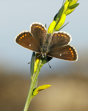 Northern Brown Argus Aricia artaxerxes artaxerxes
