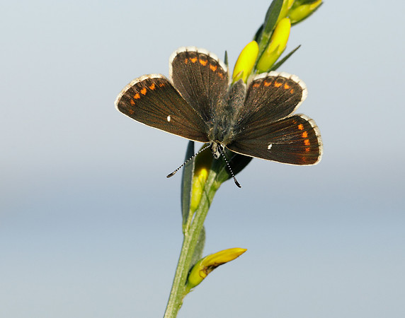 Northern Brown Argus Aricia artaxerxes artaxerxes