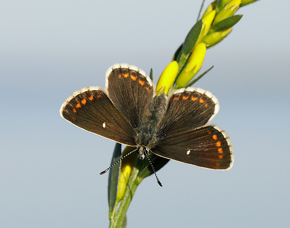 Northern Brown Argus Aricia artaxerxes artaxerxes