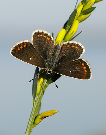 Northern Brown Argus Aricia artaxerxes artaxerxes
