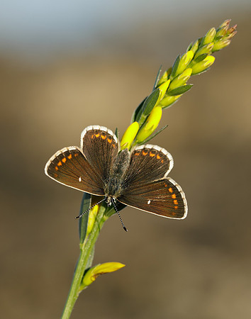 Northern Brown Argus Aricia artaxerxes artaxerxes
