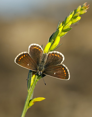 Northern Brown Argus Aricia artaxerxes artaxerxes