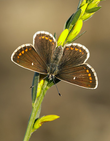 Northern Brown Argus Aricia artaxerxes artaxerxes