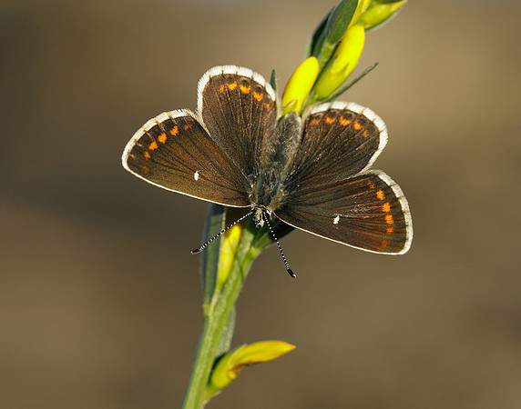 Northern Brown Argus Aricia artaxerxes artaxerxes