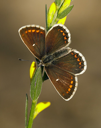 Northern Brown Argus Aricia artaxerxes artaxerxes