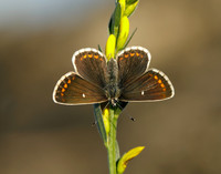 Northern Brown Argus Aricia artaxerxes artaxerxes