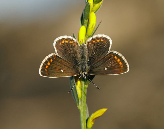 Northern Brown Argus Aricia artaxerxes artaxerxes