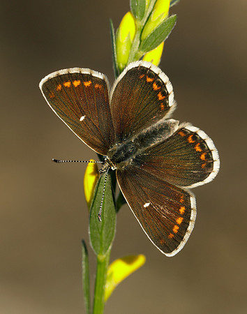 Northern Brown Argus Aricia artaxerxes artaxerxes