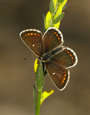 Northern Brown Argus Aricia artaxerxes artaxerxes