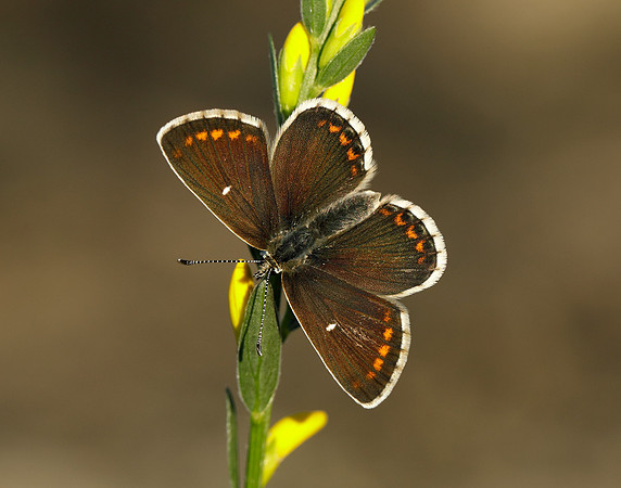 Northern Brown Argus Aricia artaxerxes artaxerxes