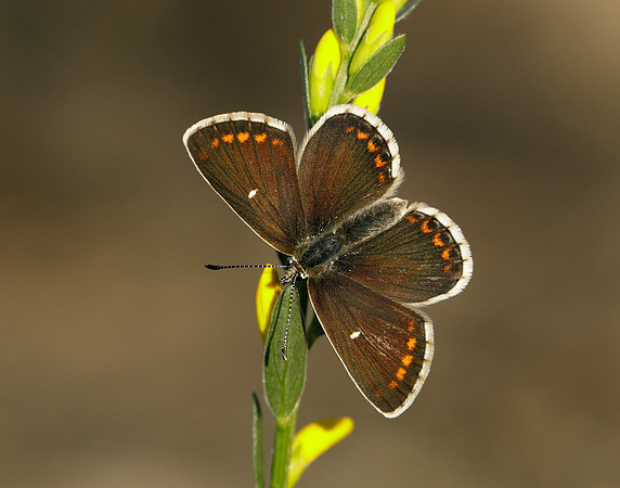 Northern Brown Argus Aricia artaxerxes artaxerxes