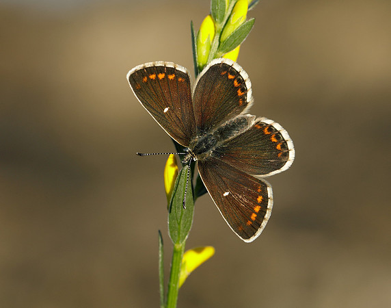 Northern Brown Argus Aricia artaxerxes artaxerxes