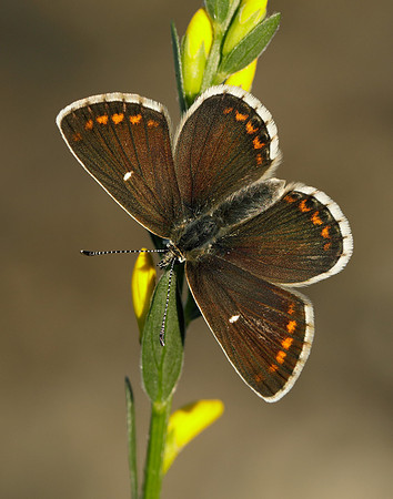 Northern Brown Argus Aricia artaxerxes artaxerxes
