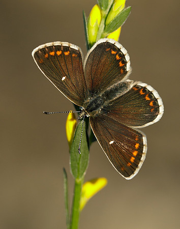 Northern Brown Argus Aricia artaxerxes artaxerxes