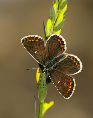 Northern Brown Argus Aricia artaxerxes artaxerxes