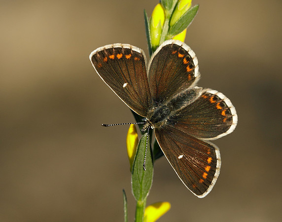 Northern Brown Argus Aricia artaxerxes artaxerxes
