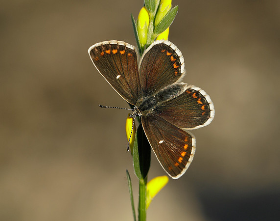Northern Brown Argus Aricia artaxerxes artaxerxes