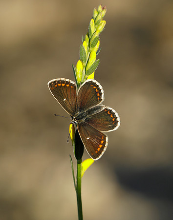 Northern Brown Argus Aricia artaxerxes artaxerxes