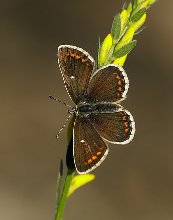 Northern Brown Argus Aricia artaxerxes artaxerxes