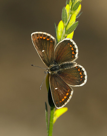 Northern Brown Argus Aricia artaxerxes artaxerxes