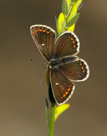 Northern Brown Argus Aricia artaxerxes artaxerxes