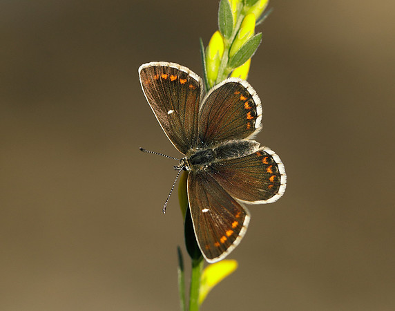 Northern Brown Argus Aricia artaxerxes artaxerxes