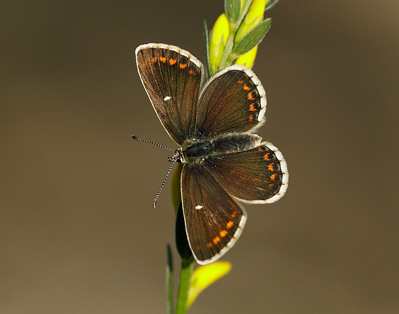 Northern Brown Argus Aricia artaxerxes artaxerxes