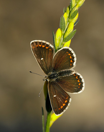 Northern Brown Argus Aricia artaxerxes artaxerxes