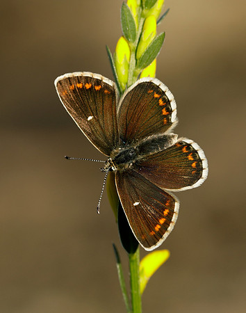 Northern Brown Argus Aricia artaxerxes artaxerxes