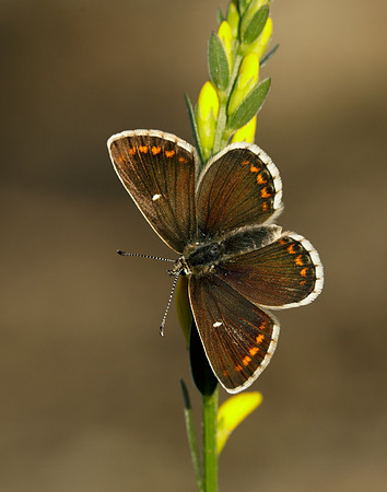 Northern Brown Argus Aricia artaxerxes artaxerxes