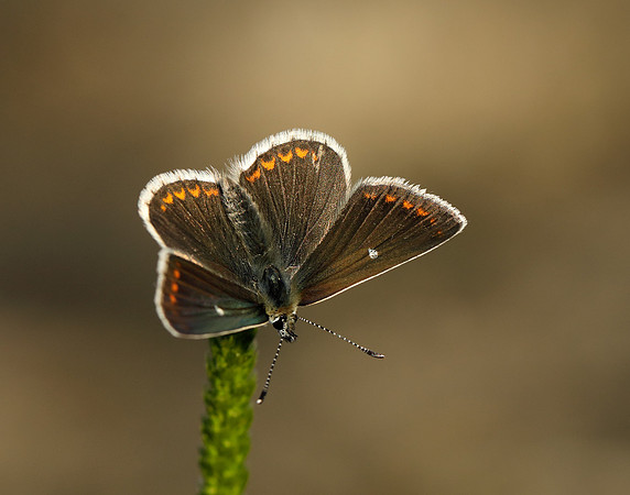 Northern Brown Argus Aricia artaxerxes artaxerxes