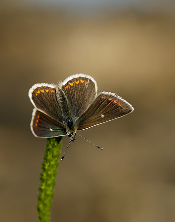 Northern Brown Argus Aricia artaxerxes artaxerxes